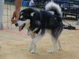 DSC00412t.jpg