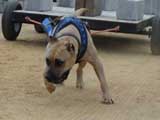 DSC00413t.jpg