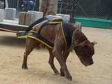 DSC00415t.jpg