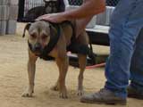 DSC00417t.jpg