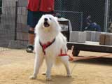 DSC00419t.jpg