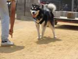 DSC00423t.jpg