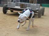DSC00425t.jpg