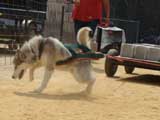 DSC00430t.jpg