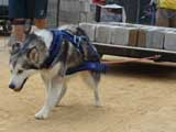 DSC00433t.jpg
