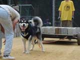 DSC00434t.jpg