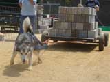 DSC00442t.jpg