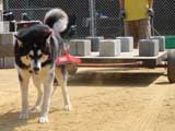 DSC00446t.jpg