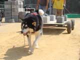 DSC00447t.jpg