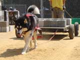 DSC00451t.jpg