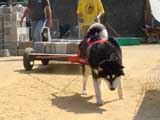 DSC00452t.jpg