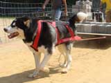 DSC00453t.jpg