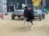 DSC00458t.jpg