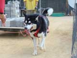 DSC00459t.jpg