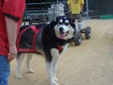 DSC00460t.jpg