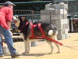 DSC00461t.jpg