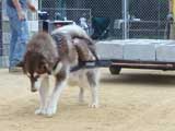 DSC00463t.jpg