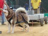 DSC00467t.jpg