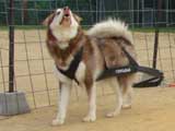 DSC00468t.jpg