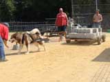 DSC00474t.jpg