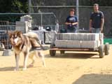 DSC00483t.jpg
