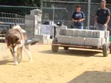DSC00485t.jpg