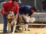 DSC00492t.jpg