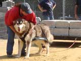DSC00493t.jpg