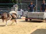 DSC00494t.jpg