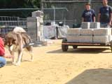 DSC00504t.jpg
