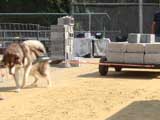 DSC00509t.jpg