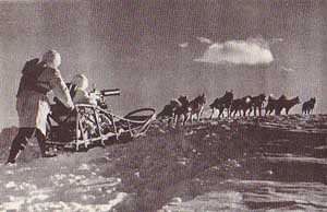 US Army publicity photo of Sled Dogs in World War II - guns were never used on sleds except for this photo