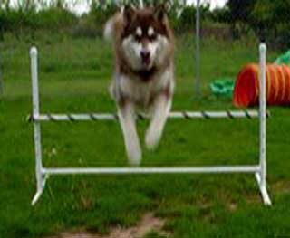 Cinnabar - Alaskan Malamute