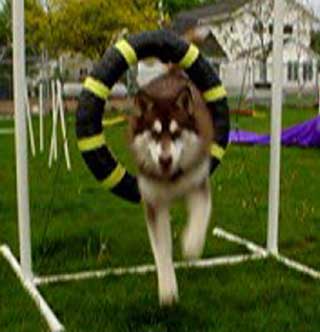 Cinnabar - Alaskan Malamute