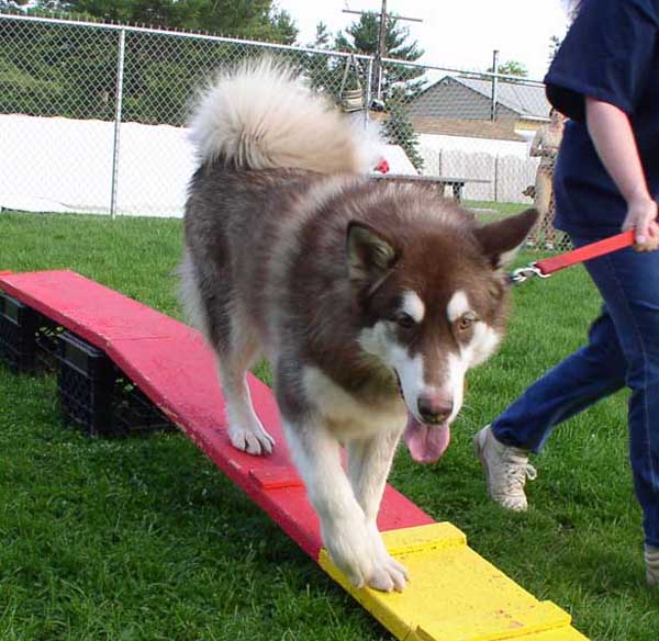 Cinnabar - Alaskan Malamute