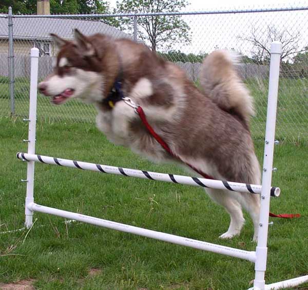 Cinnabar - Alaskan Malamute