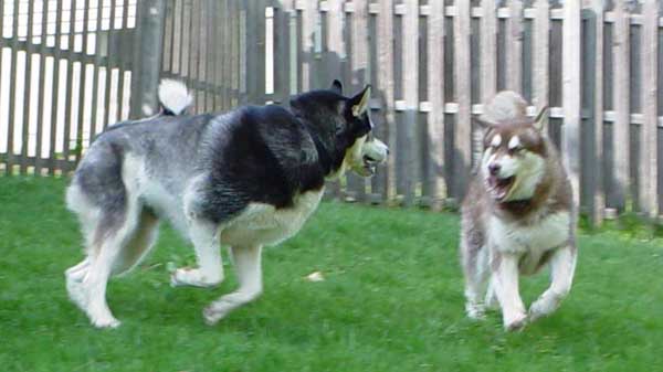 Cinnabar - Alaskan Malamute
