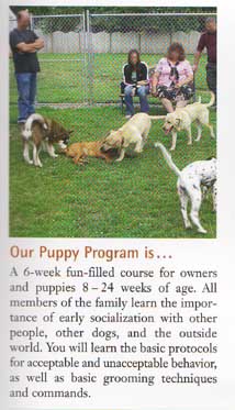 Cinnabar featured in Puppy Kindergarten photo