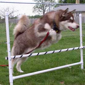 Cinnabar featured in Agility photo