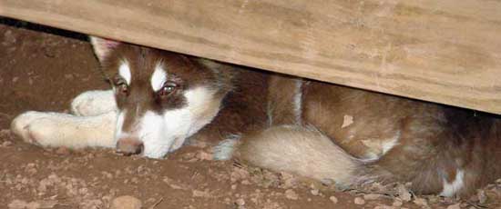 Cinnabar - Big brother cant get me under here!