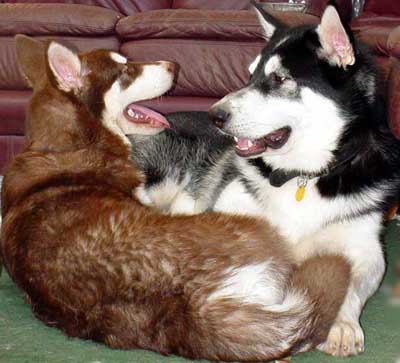 Cinnabar - Brothers