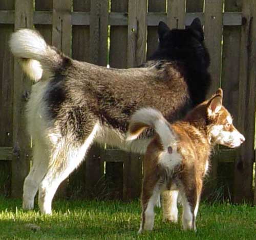 Cinnabar - On patrol with big brother