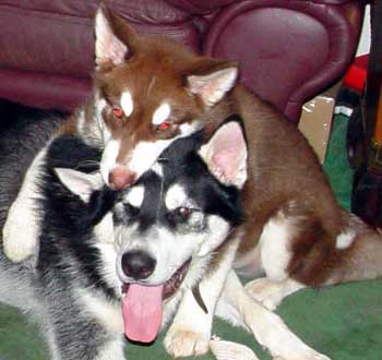 Cinnabar - wrestling with Sebastian - July 2005