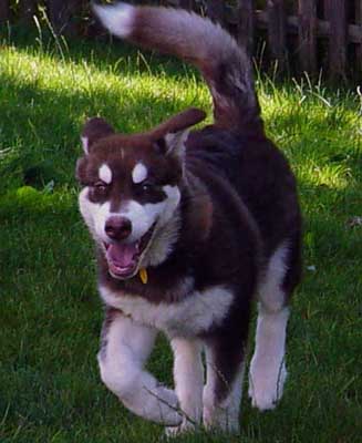 Cinnabar - Happy Boy on recall
