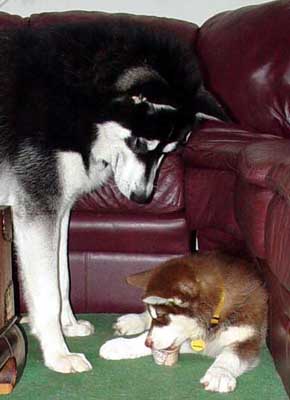 Cinnabar - I got the bone, big brother!