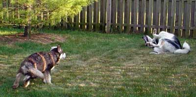 Cinnabar - patient boy sees his chance - June 2005
