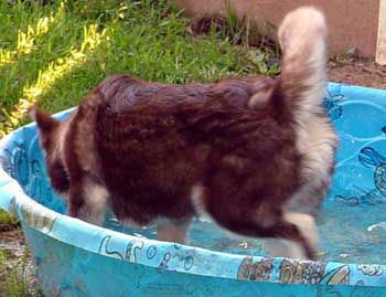 Cinnabar - pool perimeter run splash drink - July 2005