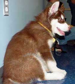 Cinnabar hangin out at first Puppy Kindergarten Class