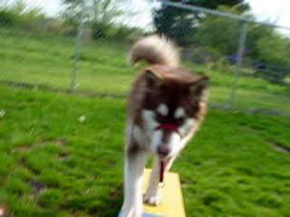 Cinnabar - Alaskan Malamute
