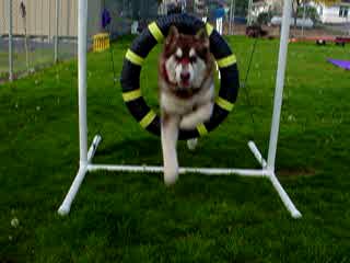 Cinnabar - Alaskan Malamute